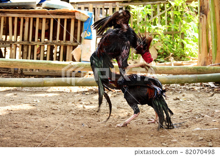 al Java/Indonesia-August 12, 2018: Cockfighting is a game of fighting two chickens in an arena until one of the chickens runs away or loses 82070498