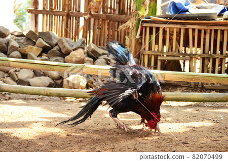 al Java/Indonesia-August 12, 2018: Cockfighting is a game of fighting two chickens in an arena until one of the chickens runs away or loses 82070499