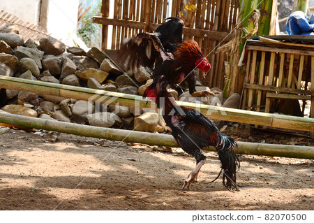 al Java/Indonesia-August 12, 2018: Cockfighting is a game of fighting two chickens in an arena until one of the chickens runs away or loses 82070500