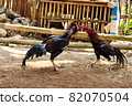al Java/Indonesia-August 12, 2018: Cockfighting is a game of fighting two chickens in an arena until one of the chickens runs away or loses 82070504