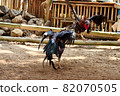 al Java/Indonesia-August 12, 2018: Cockfighting is a game of fighting two chickens in an arena until one of the chickens runs away or loses 82070505