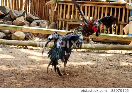 al Java/Indonesia-August 12, 2018: Cockfighting is a game of fighting two chickens in an arena until one of the chickens runs away or loses 82070505