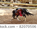al Java/Indonesia-August 12, 2018: Cockfighting is a game of fighting two chickens in an arena until one of the chickens runs away or loses 82070506