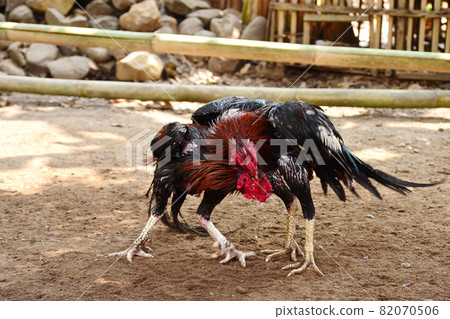 al Java/Indonesia-August 12, 2018: Cockfighting is a game of fighting two chickens in an arena until one of the chickens runs away or loses al Java/Indonesia-August 12, 2018: Cockfighting is a game of fighting two chickens in an arena until one of the chickens runs away or loses 82070506