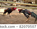 al Java/Indonesia-August 12, 2018: Cockfighting is a game of fighting two chickens in an arena until one of the chickens runs away or loses 82070507