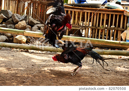 al Java/Indonesia-August 12, 2018: Cockfighting is a game of fighting two chickens in an arena until one of the chickens runs away or loses al Java/Indonesia-August 12, 2018: Cockfighting is a game of fighting two chickens in an arena until one of the chickens runs away or loses 82070508