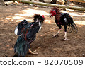 al Java/Indonesia-August 12, 2018: Cockfighting is a game of fighting two chickens in an arena until one of the chickens runs away or loses 82070509