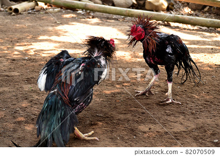 al Java/Indonesia-August 12, 2018: Cockfighting is a game of fighting two chickens in an arena until one of the chickens runs away or loses al Java/Indonesia-August 12, 2018: Cockfighting is a game of fighting two chickens in an arena until one of the chickens runs away or loses 82070509
