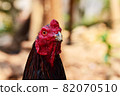 al Java/Indonesia-August 12, 2018: Cockfighting is a game of fighting two chickens in an arena until one of the chickens runs away or loses 82070510