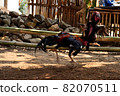 al Java/Indonesia-August 12, 2018: Cockfighting is a game of fighting two chickens in an arena until one of the chickens runs away or loses 82070511