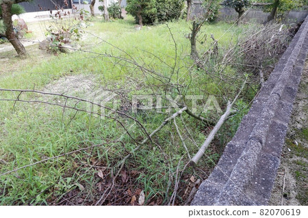 Weedy garden Weedy garden 82070619