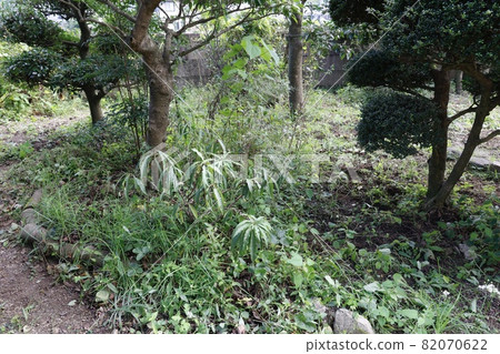 Weedy garden Weedy garden 82070622