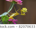 Yellow Mantises are an order Mantodea perched on a flower 82070633