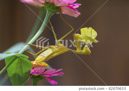 Yellow Mantises are an order Mantodea perched on a flower 82070633