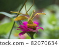 Yellow Mantises are an order Mantodea perched on a flower 82070634