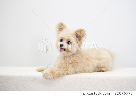 Smile Chiwapu bust up 82070773