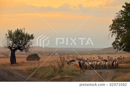 Goats and Sheeps on Road In Greci, Romania. 82071082
