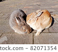 Rabbit sleeping with two 82071354