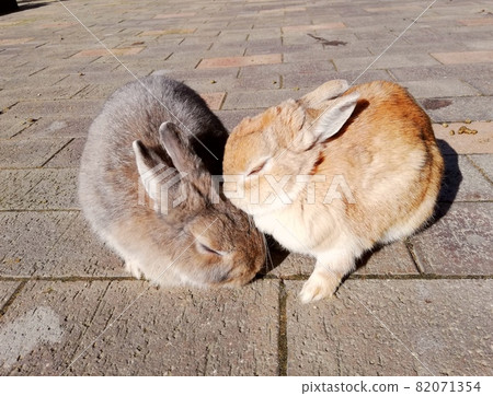 Rabbit sleeping with two 82071354