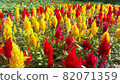 Flowers of Keito 82071359