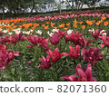 Red lily flower 82071360