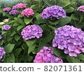 Purple hydrangea 82071361