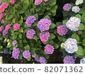 Hydrangea 82071362