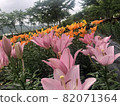 Lily flower 82071364
