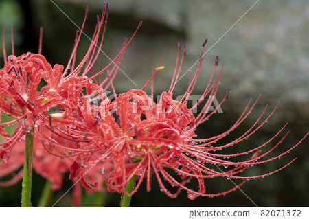 Cluster amaryllis Cluster amaryllis 82071372