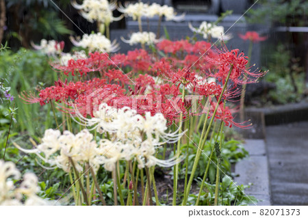 Cluster amaryllis Cluster amaryllis 82071373