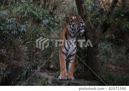 A tiger A tiger 82071398