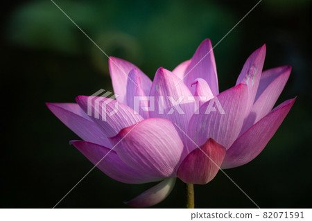 blooming, blooms, blossom 82071591