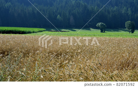 Mountain wheat field Mountain wheat field 82071592