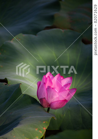 blooming, blooms, blossom 82071629