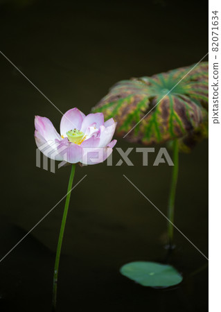 blooming, blooms, blossom 82071634