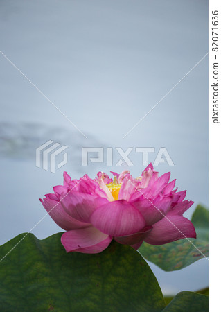 blooming, blooms, blossom 82071636