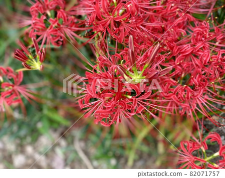 Cluster amaryllis (Okazaki City, Aichi Prefecture) Cluster amaryllis (Okazaki City, Aichi Prefecture) 82071757
