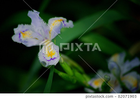 在春天的樹蔭下綻放的鳶尾花 82071903
