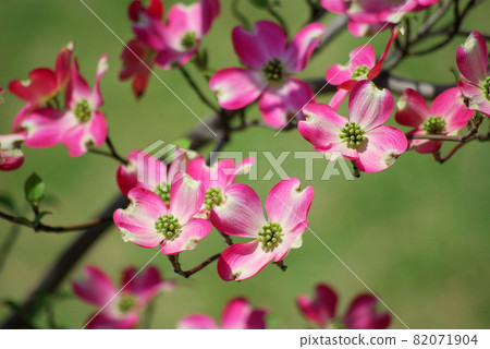 春天陽光下的淺紅色花水木 82071904