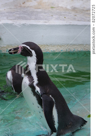 洪堡企鵝,可愛的動物,天王寺動物園,企鵝 洪堡企鵝,可愛的動物,天王寺動物園,企鵝 82072725