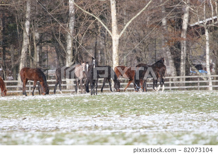 小馬兒吃草,小雪翩翩起舞 小馬兒吃草,小雪翩翩起舞 82073104