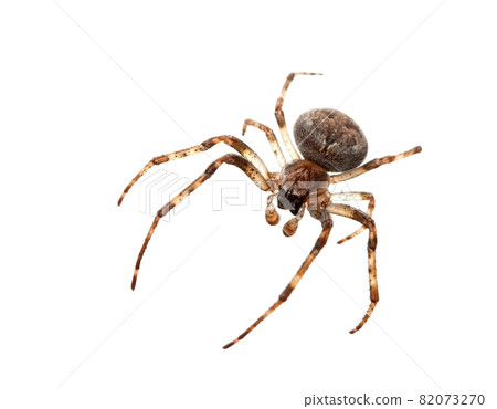 Spider 82073270