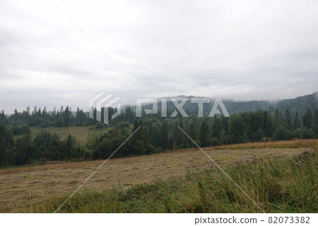Spruce trees if fog Spruce trees if fog 82073382
