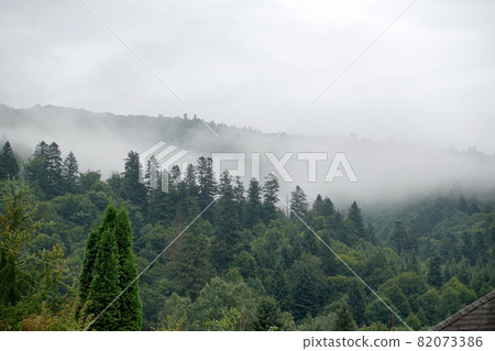Spruce trees if fog Spruce trees if fog 82073386