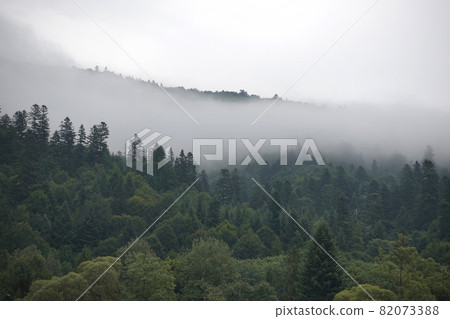Spruce trees if fog Spruce trees if fog 82073388