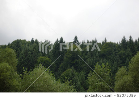 Spruce trees if fog Spruce trees if fog 82073389