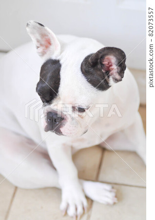 absent minded French bulldog or French bulldog absent minded French bulldog or French bulldog 82073557