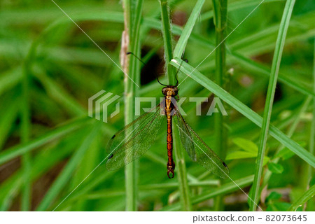 蛺蝶科 ♂ 蛺蝶科 ♂ 82073645