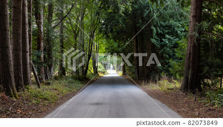 Scenic Road in the Vibrant Green Canadian Rainforest. 82073849