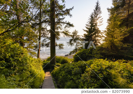 Hiking Path to Mystic Beach in the Vibrant Rainforest Hiking Path to Mystic Beach in the Vibrant Rainforest 82073990